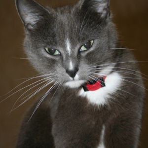 Photo de profil de Shaoline