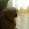 Photo de Rusty