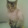 Photo de Tincky