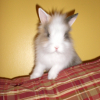 Photo de Vodka