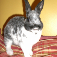 Photo de profil de Tequila