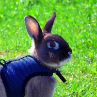 Photo de profil de Orégon