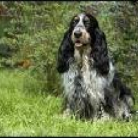 Photo de profil de Biscotte