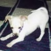 Photo de Peanut