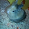 Photo de Chipie
