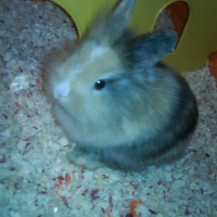 Photo de profil de Chipie