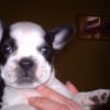 Photo de Ginger