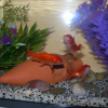 Photo de Les poissons