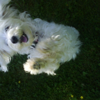 Photo de profil de Maya