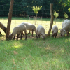 Photo de Moutons