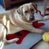 Photo de Turron