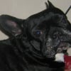 Photo de Louna