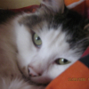 Photo de Tazou