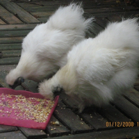 Photo de profil de Poppy et ralph