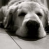 Photo de Sanka