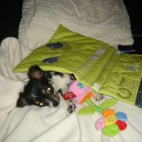 Photo de profil de Chipie