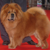 Photo de profil de Zeus bohemian hako