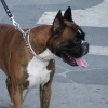 Photo de Rudy de la bastide du bali fleuri