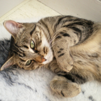 Photo de profil de Nala