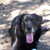 Photo de Patcha