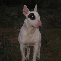 Photo de profil de Asco