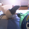 Photo de Panda