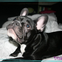 Photo de profil de Dimsy