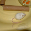 Photo de Spider-mouse