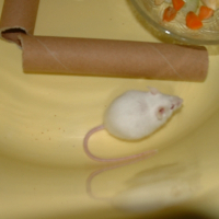 Photo de profil de Spider-mouse