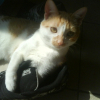 Photo de Pipou