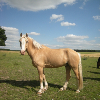 Photo de profil de Lancelot sponté