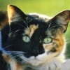 Photo de Kissa