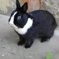 Photo de profil de Simba
