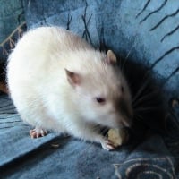Photo de profil de Thâo