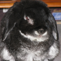 Photo de profil de Clinton
