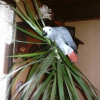 Photo de Koca