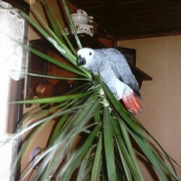 Photo de profil de Koca