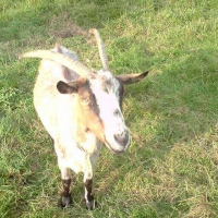 Photo de profil de Amandine