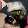 Photo de Velcro, Furet