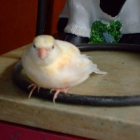 Photo de profil de Pupuce