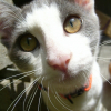 Photo de Milou