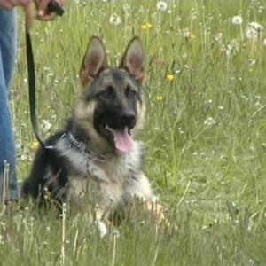 Photo de profil de Djo