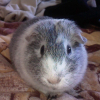 Photo de Yucca