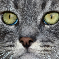 Photo de profil de Freedom