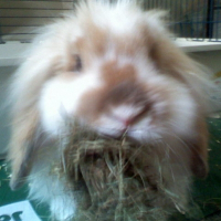 Photo de profil de Peluche