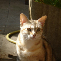 Photo de profil de Isis