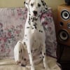 Photo de Domino