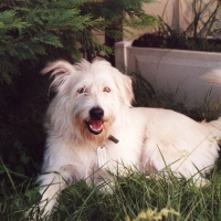 Photo de profil de Poncho