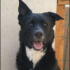 Photo de Balto