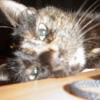 Photo de Lilou